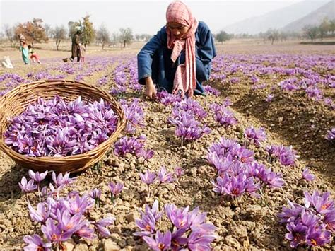 Fear of halving saffron production in Kashmir's hot and dry climate ...