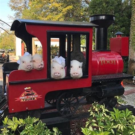 Image result for Spring Break Train