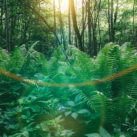 Choosing Native Ontario Plants for Your Garden - A Touch of Dutch Landscaping & Garden Services Ltd