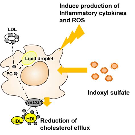 Increased Proinflammatory Cytokine Production and Decreased Cholesterol ...