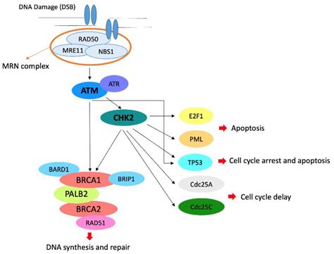 Clinicopathologic Profile of Breast Cancer in Germline ATM and CHEK2 ...