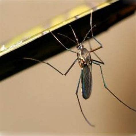 夏天蚊子最怕它，擺在門口窗邊，不用掛蚊帳，家裏一隻蚊子都沒有 - 每日頭條