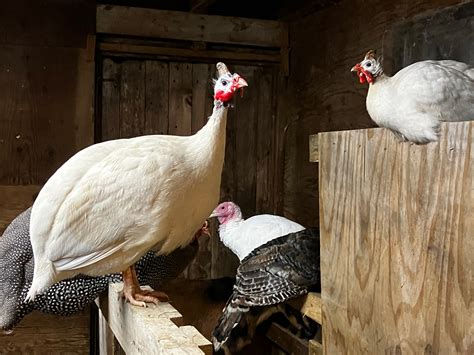 Domestic Guinea Fowl Colors - Backyard Poultry