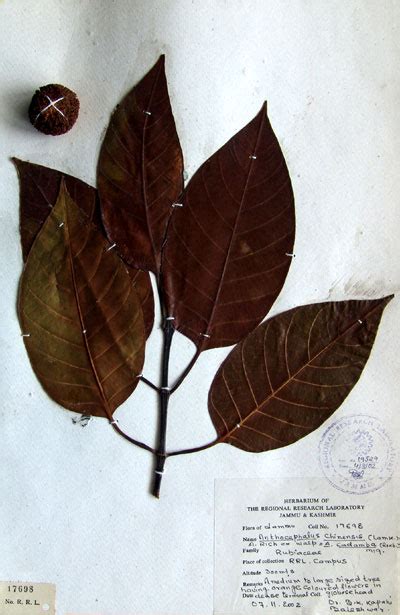 anthocephalus_chinensis