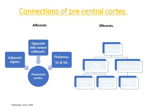 Kluver-Bucy Syndrome.ppt affecting cerebral cortex | PPT