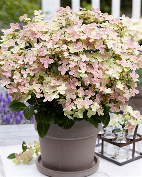 Hydrangea paniculata 'Polestar' bare roots — Buy compact hydrangeas ...