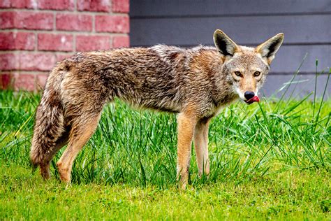 Unveiling the Mystical World: Dive into the Enchanting Legends of Coyotes