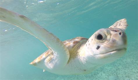 TURTLES NEST BAHAMAS (Great Exuma) - B&B Reviews, Photos, Rate ...