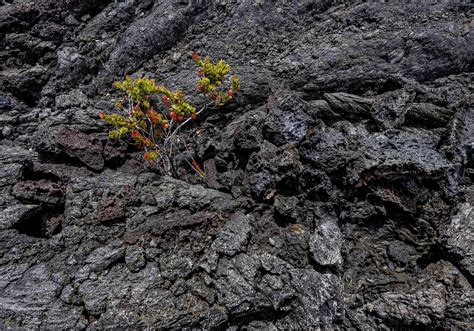 What Is a Pioneer Species? Definition and Examples