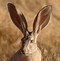 Image result for Tan Wild Bunny
