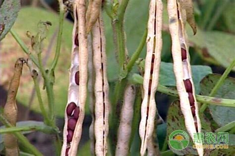 红小豆种植产地介绍 - 惠农网