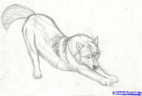 Image result for Wolf Tutorial