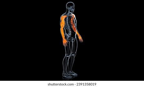 Back Extensor Muscles 的图像结果
