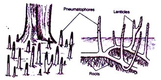 Pneumatophores ara common in halophytes of saline swampy soil of sea ...