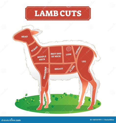 Lamb Meat Cuts Chart
