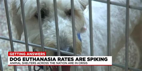 Getting Answers: Local animal shelters react to rising rates in dog ...