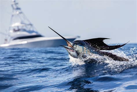 What Is The Fastest Aquatic Animal: Top 10 Ocean Speedsters!