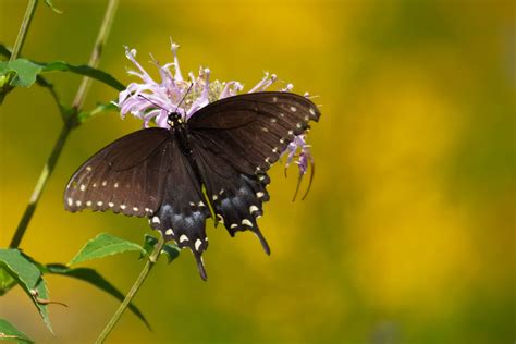 Dragonfly Farm — Perkiomen Watershed Conservancy