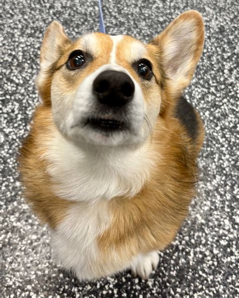 Art City Vets & Urgent Care (@artcityvets) • Instagram photos and videos