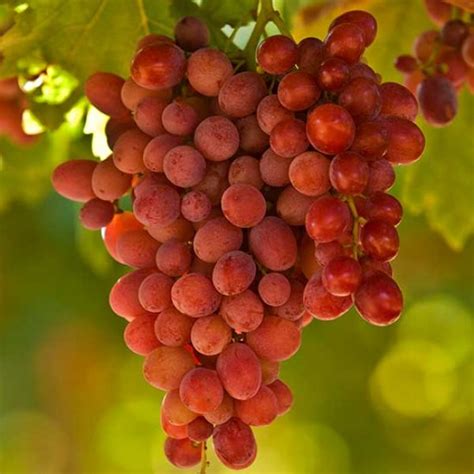 Hybrid Grape - Crimson Grape Vine Fruit Plant – M-Tech Gardens