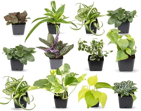 Easiest Indoor Plants To Grow - www.inf-inet.com