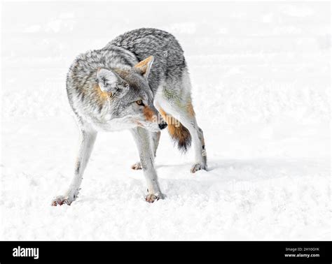 Image result for Gray Wolves Yellowstone