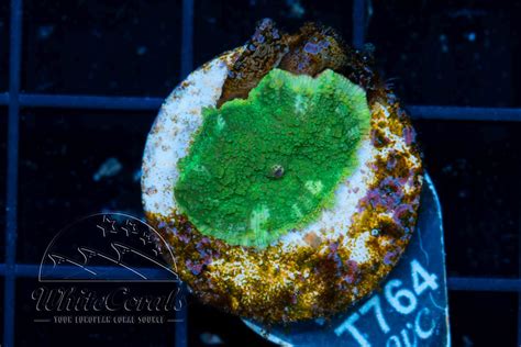 Discosoma Yellow Rim (Filter)-SCH1_251205_092