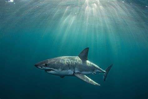 This was the best place on Earth to see great white sharks—then they ...