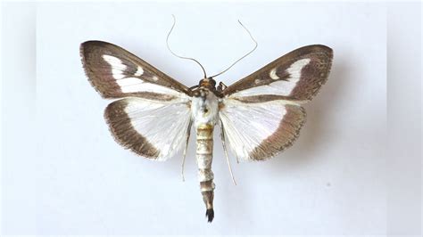 Image result for Box Tree Moth Control