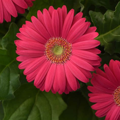 Gerbera Daisy Planting Seeds