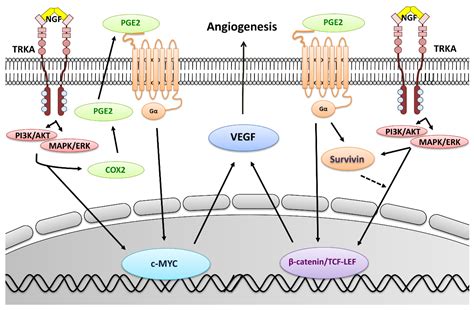 NGF-Enhanced Vasculogenic Properties of Epithelial Ovarian Cancer Cells ...