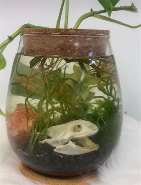 Turtle skull Terrarium/propagation station $60pp, The Celtic Cauldron ...