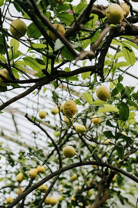 Image result for Lemon Tree New Version