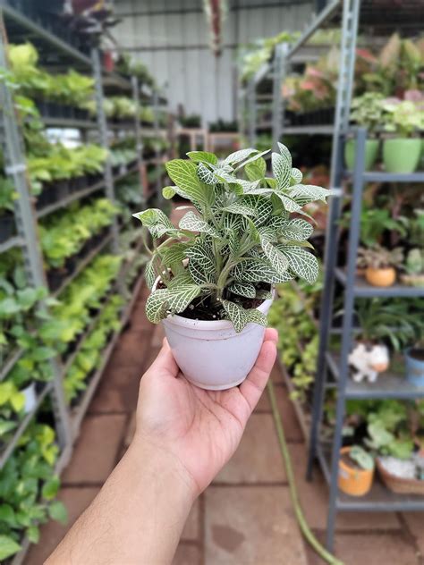 Root Bridges Green Fittonia Plant (Pot Included) : Amazon.in: Garden ...