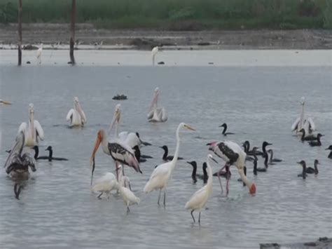 Thoothukudi salt pans turn into a haven for water birds amidst heavy ...