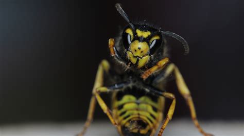 Download wallpaper background, OSA, insect, section macro in resolution ...