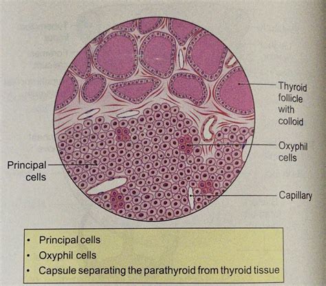 Parathyroid Gland Histology Drawing Histology Of The Parathyroid