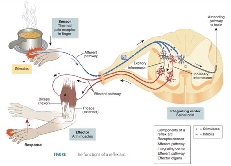 Image result for Somatic Nervous System Function