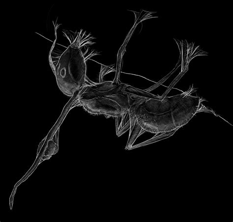 Image result for Life Cycle Animation