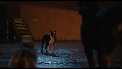 Strays (2023) Screencap | Fancaps