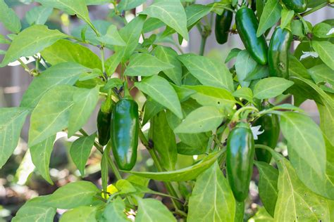 How To Grow Jalapenos From Seeds Indoors