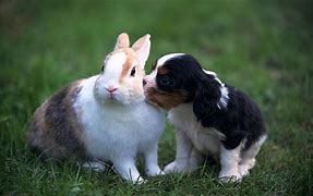 Image result for Cat Dog and Bunny
