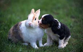 Image result for Bunny and Puppy