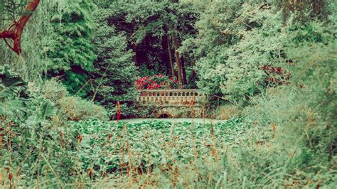 Wallpaper bridge, trees, bushes, grass, greens, nature hd, picture, image