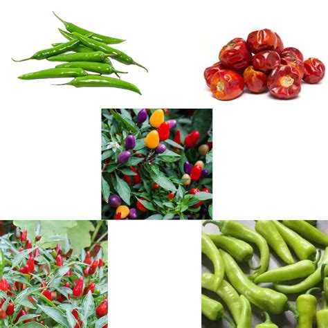 Chilli seeds Combo Pack of 5 – Native Indian Organics