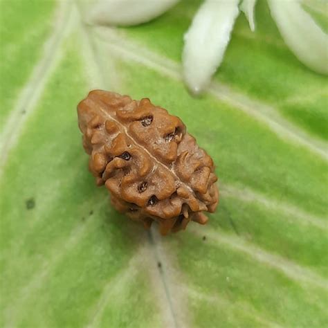 2 mukhi rudraksha – omrudrakshakendra.com