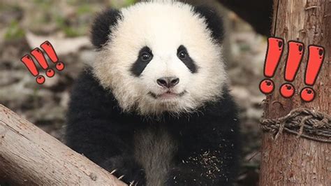 网红大熊猫“奇一”掀起的一股全球熊猫热_熊猫频道