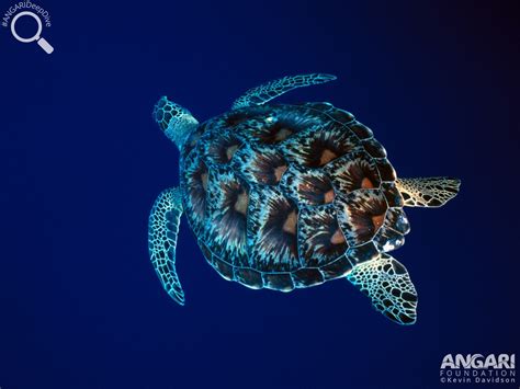 Green Sea Turtles Lifespan