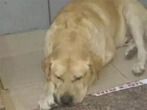 Unaware Of Owner's Death, Loyal Dog Sits Outside Hospital For A Week ...