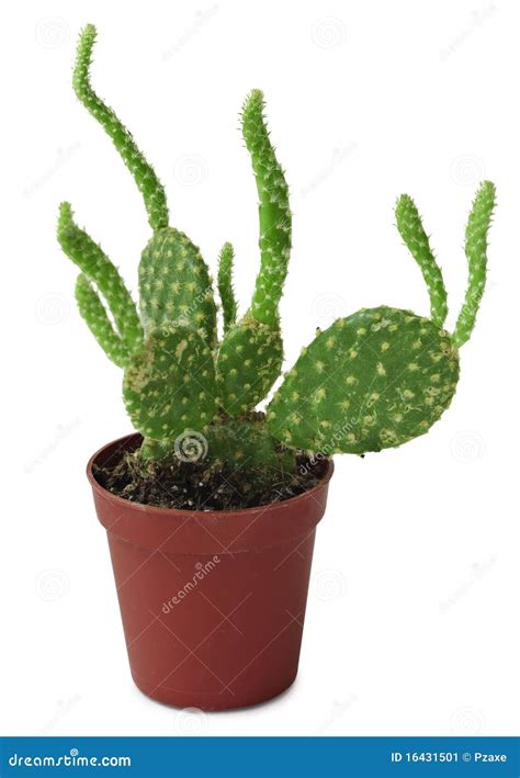 Opuntia - cactus in a pot stock image. Image of photograph - 16431501